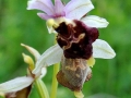 Ophrys argolica subsp. pollinensis