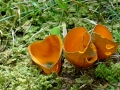 Caloschypha fulgens