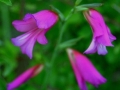 Gladiolus italicus.jpg