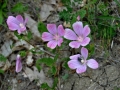 Malva sp..jpg