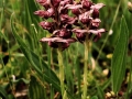 Anacamptis coriophora