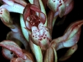 Anacamptis coriophora subsp. fragrans