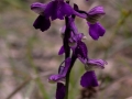 Anacamptis morio