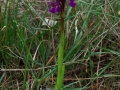 Anacamptis morio