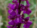 Anacamptis morio