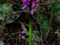 Anacamptis morio