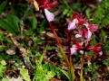 Anacamptis papilionacea