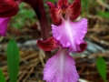 Anacamptis papilionacea