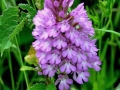 Anacamptis piramidalis