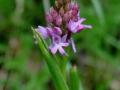 Anacamptis piramidalis