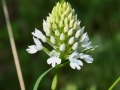 Anacamptis piramidalis fo. alba