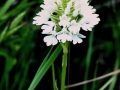 Anacamptis piramidalis fo. alba