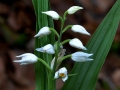 Cephalanthera longifolia