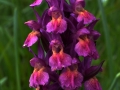 Dactylorhiza sambucina