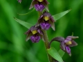 Epipactis atrorubens