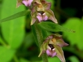 Epipactis helleborine