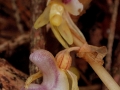 Epipogium aphyllum
