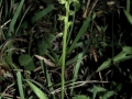 Herminium monorchis