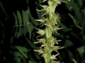 Herminium monorchis