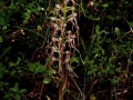 Himantoglossum adriaticum