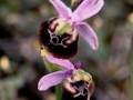 Ophrys holosericea subsp. gracilis