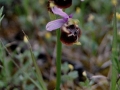 Ophrys holosericea subsp. gracilis