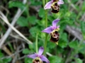 Ophrys holosericea subsp. gracilis