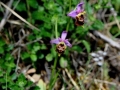Ophrys holosericea subsp. gracilis
