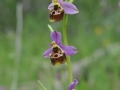 Ophrys holosericea subsp. gracilis