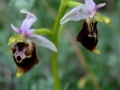 Ophrys holosericea subsp. gracilis