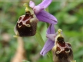 Ophrys holosericea subsp. gracilis