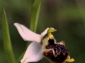 Ophrys holosericea subsp. tetraloniae