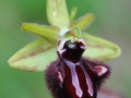 Ophrys incubacea