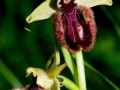 Ophrys incubacea