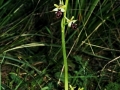 Ophrys incubacea