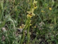 Ophrys lacaitae