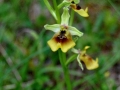 Ophrys lacaitae