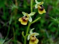 Ophrys lacaitae