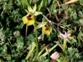Ophrys lacaitae