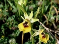 Ophrys lacaitae
