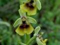 Ophrys lacaitae
