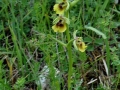 Ophrys lacaitae