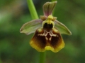 Ophrys lacaitae x gracilis