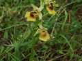 Ophrys lacaitae x gracilis