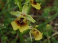 Ophrys lacaitae x gracilis