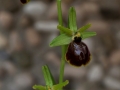Ophrys maritima