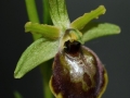Ophrys maritima
