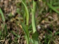 Ophrys sphegodes