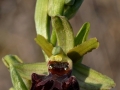 Ophrys sphegodes