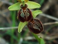 Ophrys sphegodes